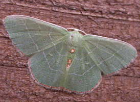 Red-fringed Emerald